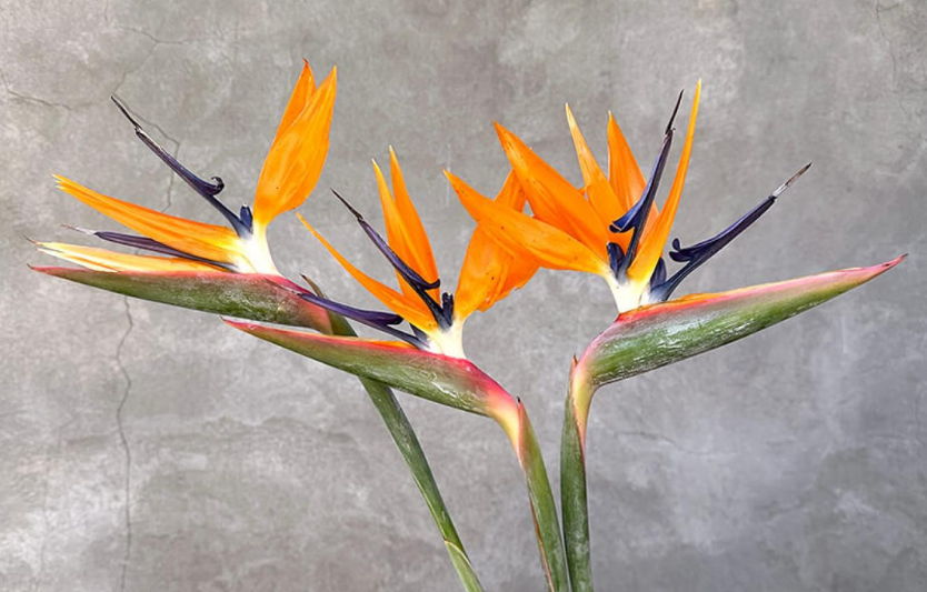 Мистецтво вирощування королеви квітів: повний гайд з догляду та вибору рослин